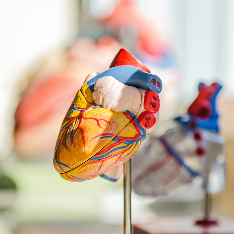 A scientific model of the heart showing the path of blood in blue and red with other models in the background.